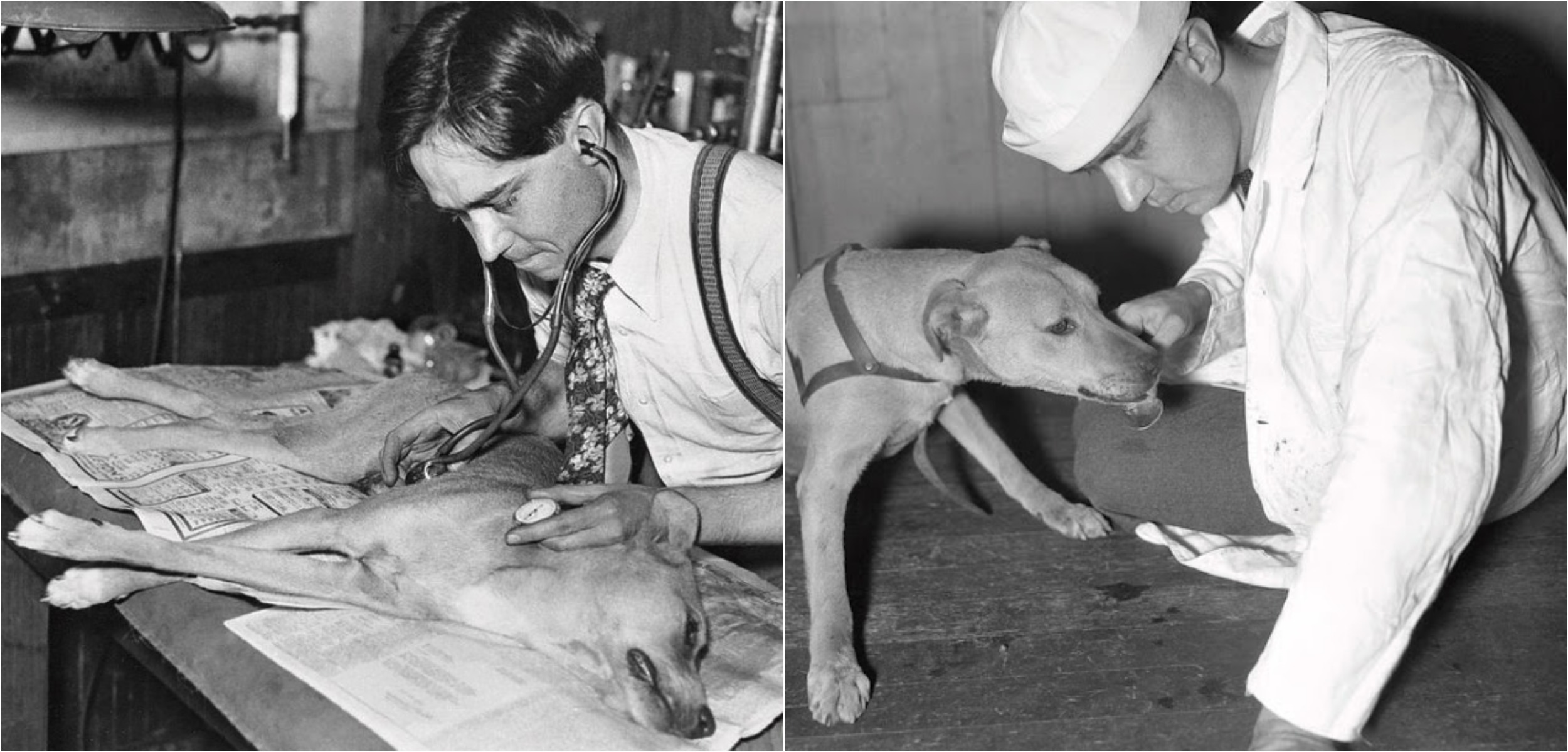К сожалению, первым шагом эксперимента было убийство собак. Источники изображений: vintag.es. Фото.