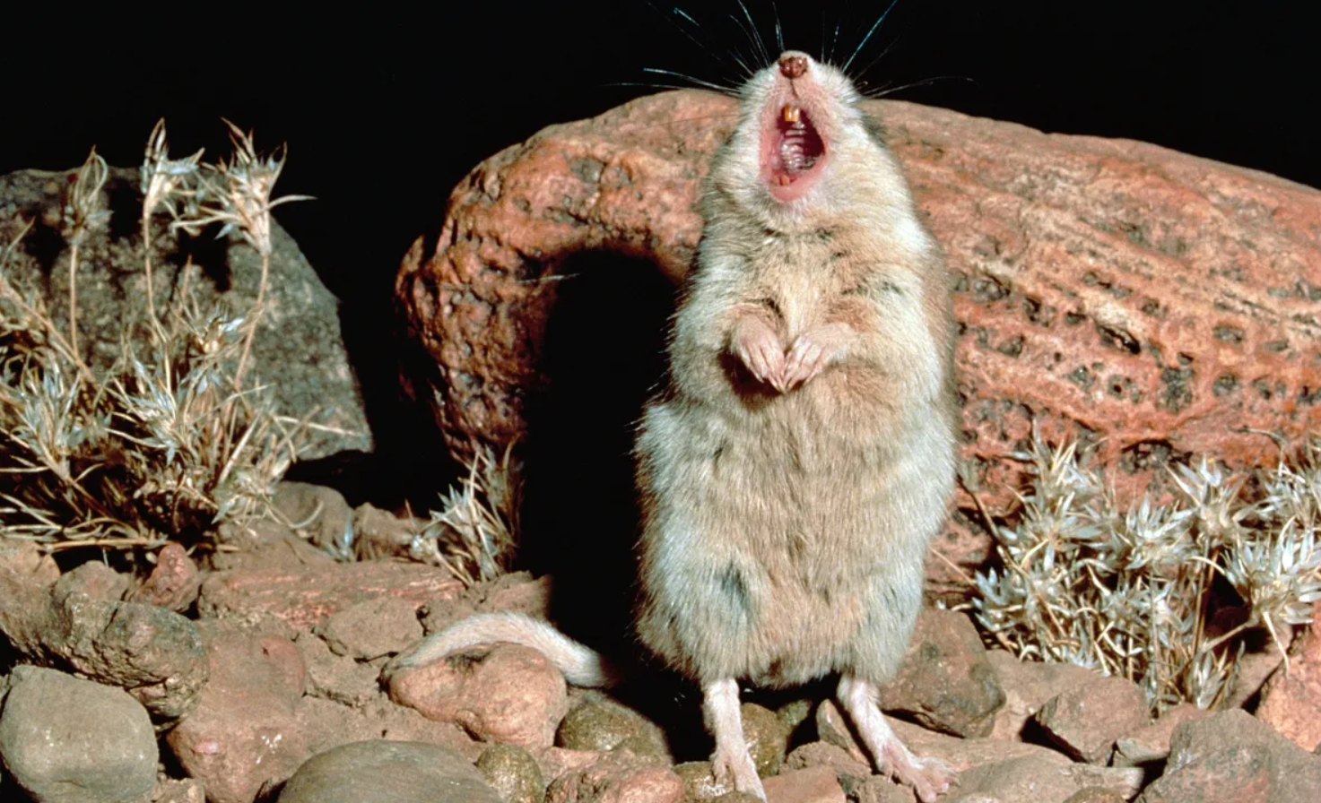 Самая опасная мышь в мире. В отличие от других грызунов, этот очень больно кусается. Источник фотографии: IFL Science. Фото.