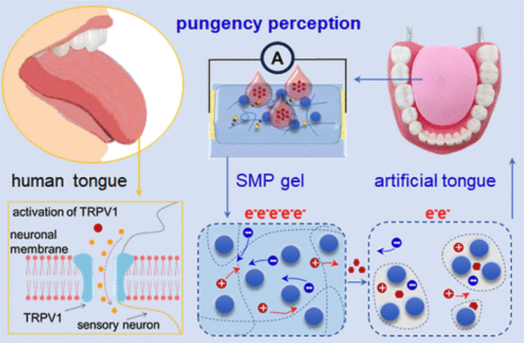 Как работает искусственный язык для измерения остроты. Принцип работы системы довольно простой. Изображение: pubs.acs. Как работает искусственный язык для измерения остроты. Принцип работы системы довольно простой. Изображение: pubs.acs. Фото.