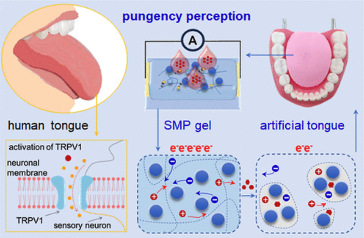 Принцип работы системы довольно простой. Изображение: pubs.acs. Фото.