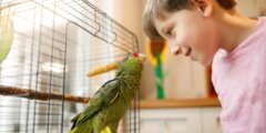 8 лучших птиц для содержания в квартире: тихие и простые в уходе. Фото.
