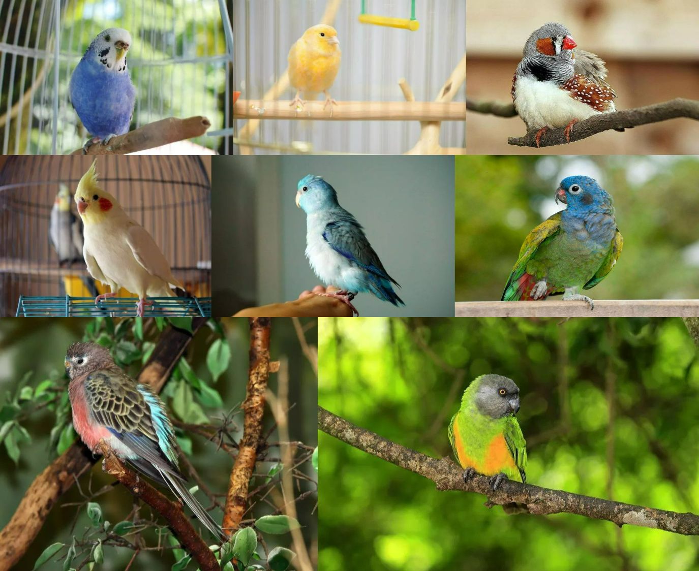 Вот все эти 8 птиц по порядку. Источники изображений: thesprucepets.com, behindthename.com. Фото.