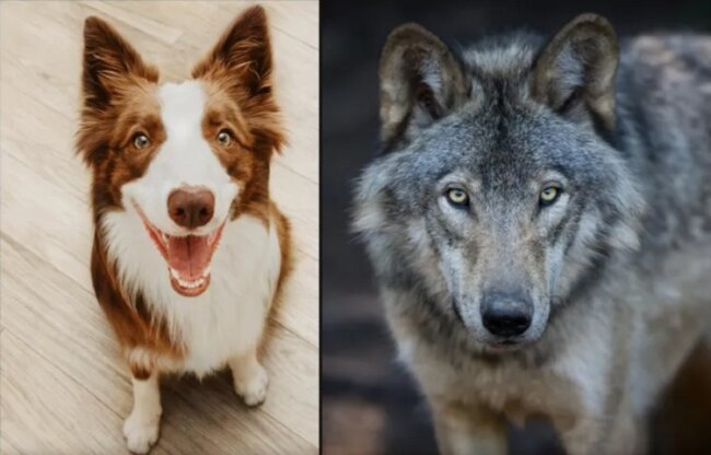 Почему у собак появилась выразительная мимика, которой нет у волков. Фото.