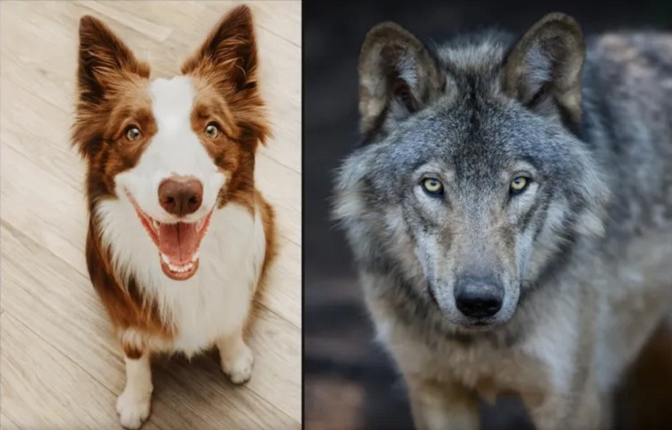 Почему у собак появилась выразительная мимика, которой нет у волков