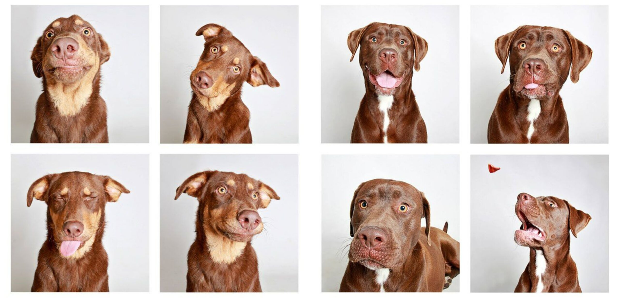 Глаза собак, которые говорят. Только посмотрите на эти эмоции и эти глазки. Источник изображений: pinterest.com. Фото.