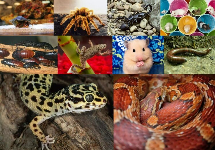 10 экзотических питомцев, которые подходят для маленькой квартиры. Многие из этих животных довольно маленькие и не нуждаются в просторном вольере для игр и развлечений. Источник изображений: thesprucepets.com. Фото.