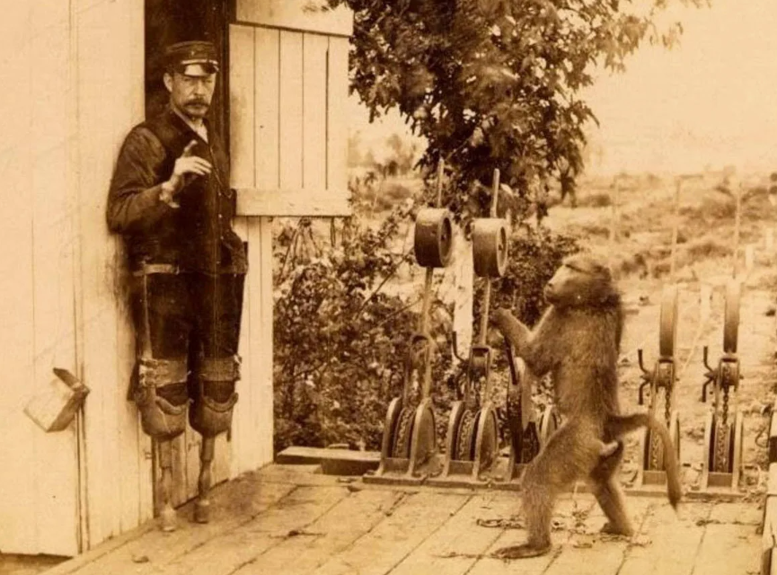 Как бабуин 9 лет работал на железной дороге и ни разу не ошибся