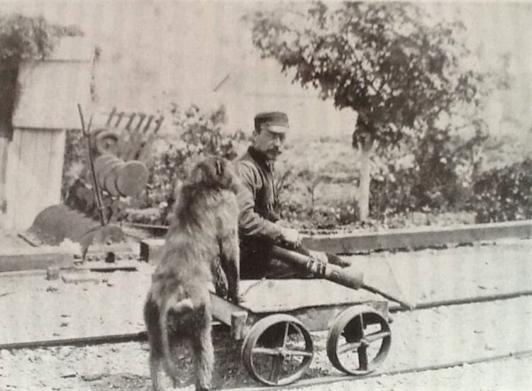 Как бабуин стал помощником железнодорожника. Бабуин Джек помогал Уайду больше, чем кто-либо другой. Источник изображения: onedio.com. Фото.