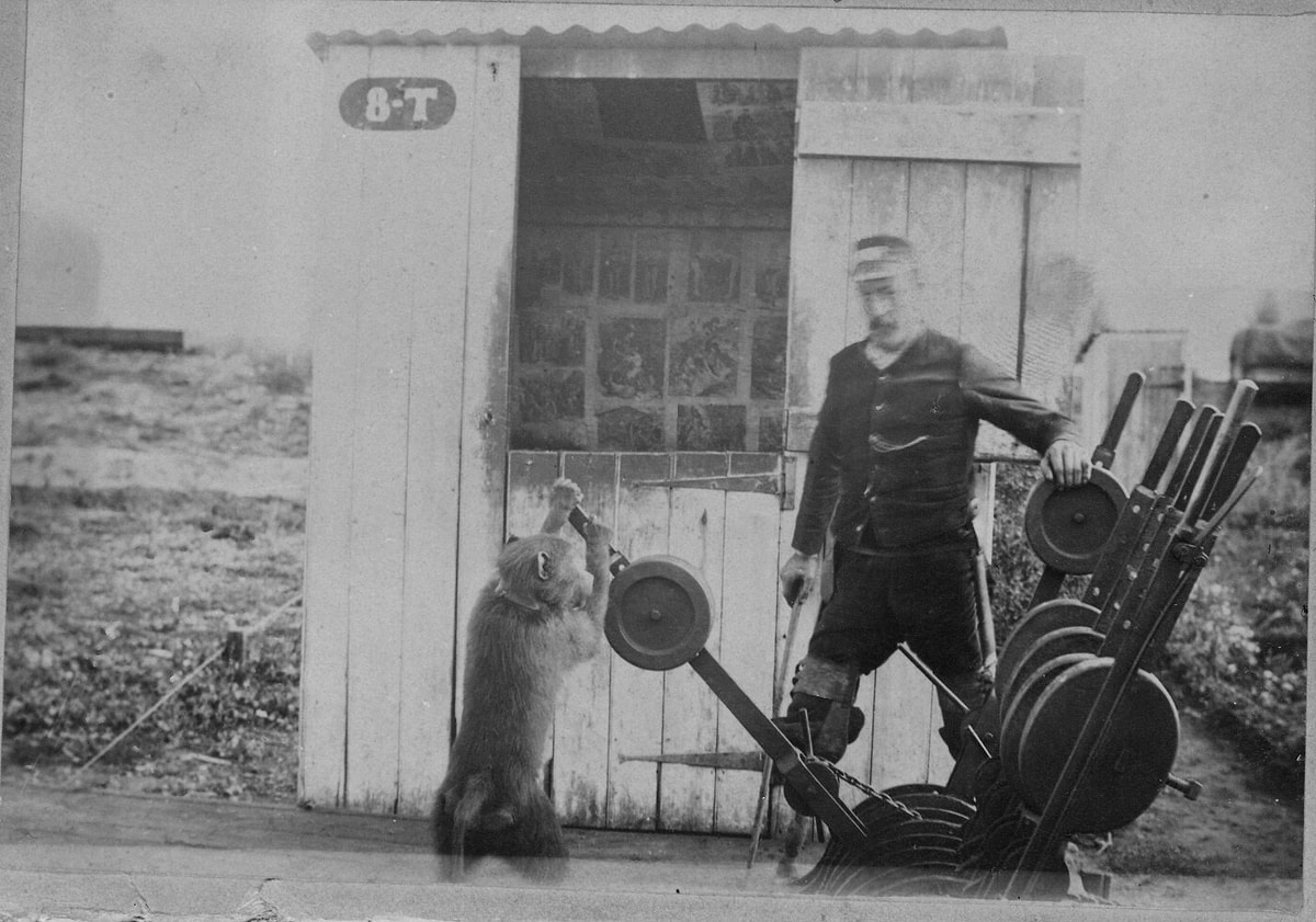 Как бабуин стал помощником железнодорожника. Мысль о том, что бабуины управляют поездами, заставила некоторых людей забеспокоиться, и они обратились к железнодорожным властям. Но Джек доказал своё умение. Источник изображения: onedio.com. Фото.