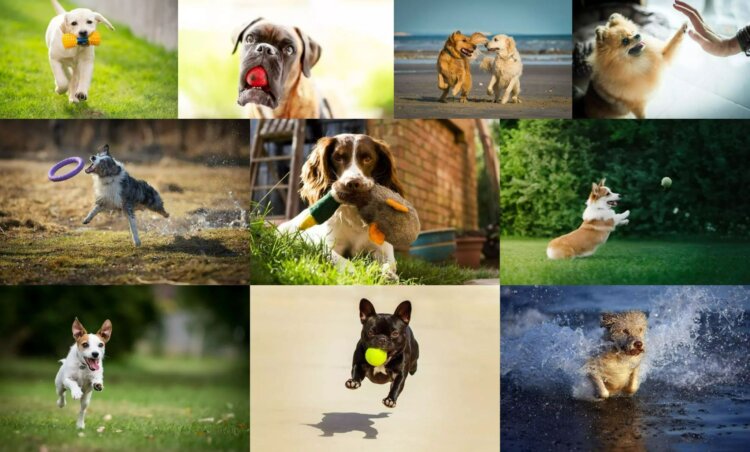 Преимущества игривых собак: почему они так радуют хозяев. Вот те самые 10 игривых пород. Ниже их описание. Источник изображений: thesprucepets.com. Фото.