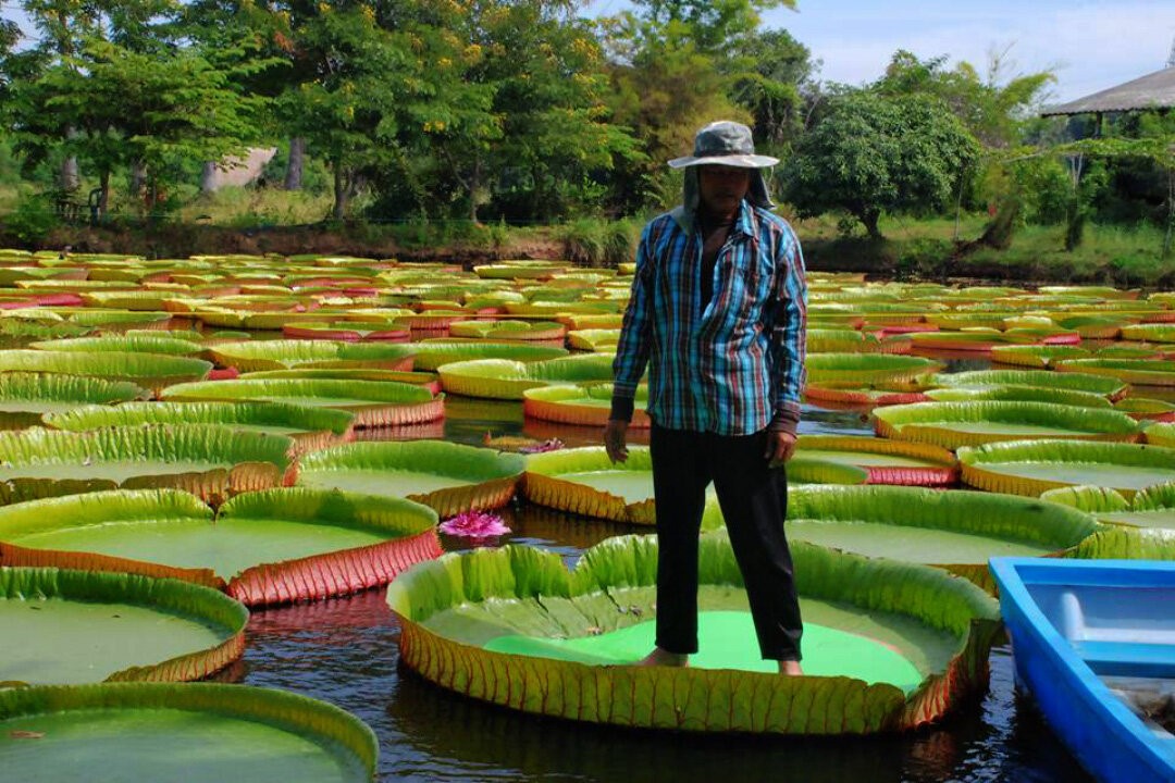 Листья этого растения способны выдержать вес человека