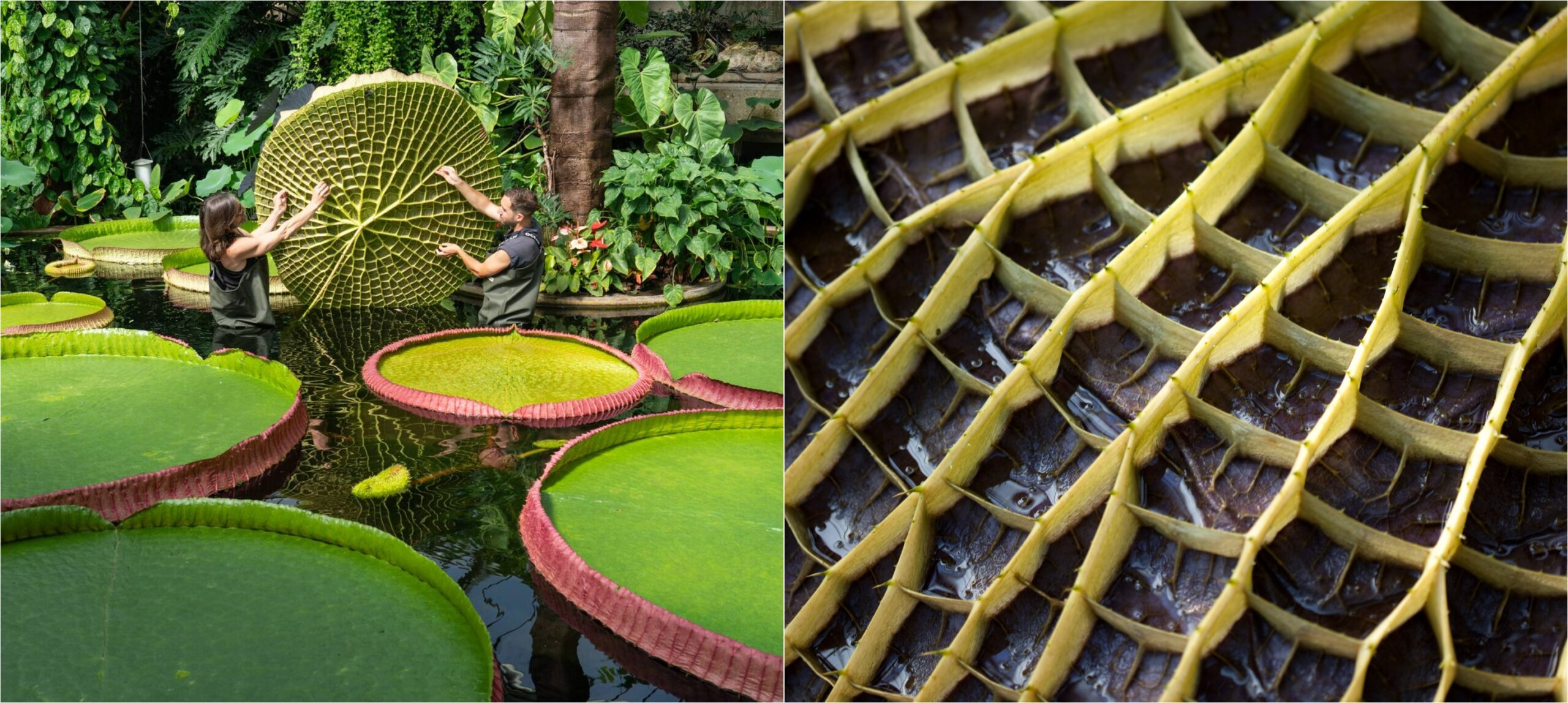 Почему листья виктории амазонской такие прочные: природная инженерия на уровне НАСА. Обратите внимание на обратную сторону листа. Источники изображений: dishcuss.com, en.wikipedia.org. Фото.