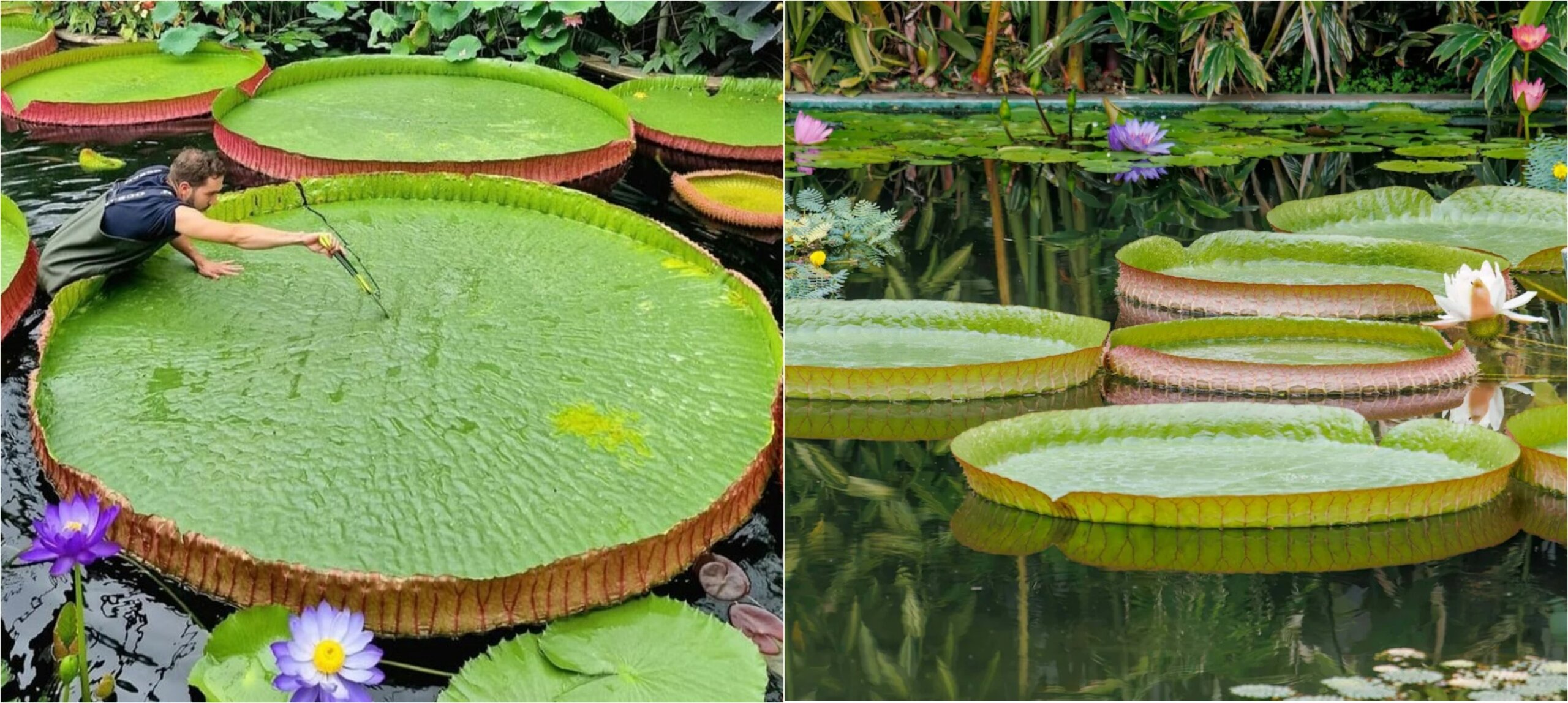Почему листья виктории амазонской такие прочные: природная инженерия на уровне НАСА. При равномерном распределении веса листья выдерживают значительную нагрузку. Источники изображений: serhadhaber.com, msn.com. Фото.