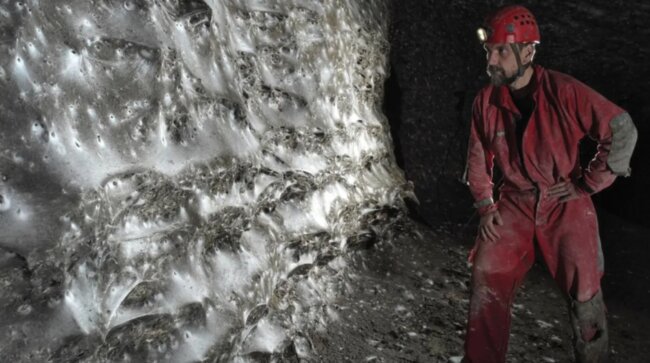 Самая большая паутина в мире может удержать даже кита. Фото.