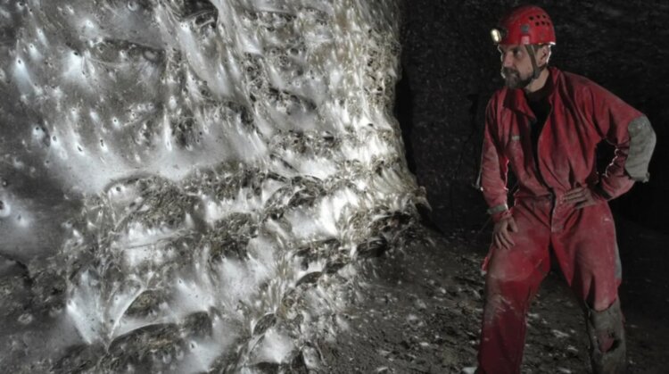 Самая большая паутина в мире может удержать даже кита. Исследователь рядом с самой большой паутиной, известной науке. Источник фотографии: IFL Science. Фото.