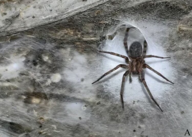 Кто создал самую большую паутину. Один из пауков, который сплел огромную паутину. Источник фотографии: scientificamerican.com. Фото.