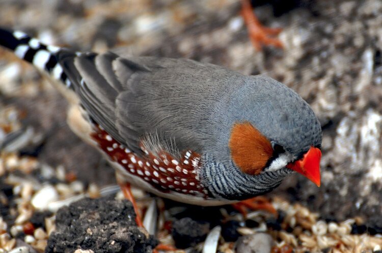 Поведение птиц по утрам. Зебровая амадина. Источник фотографии: wikimedia.org. Поведение птиц по утрам. Зебровая амадина. Источник фотографии: wikimedia.org. Фото.