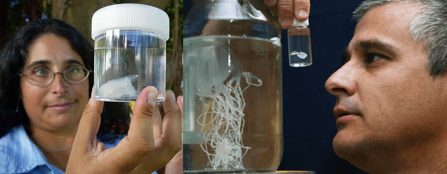 Кубомедуза Carukia barnesi (медуза Ируканджи или демон Ируканджи). Источники изображений: dailymail.co.uk, zoobizon.ru. Фото.