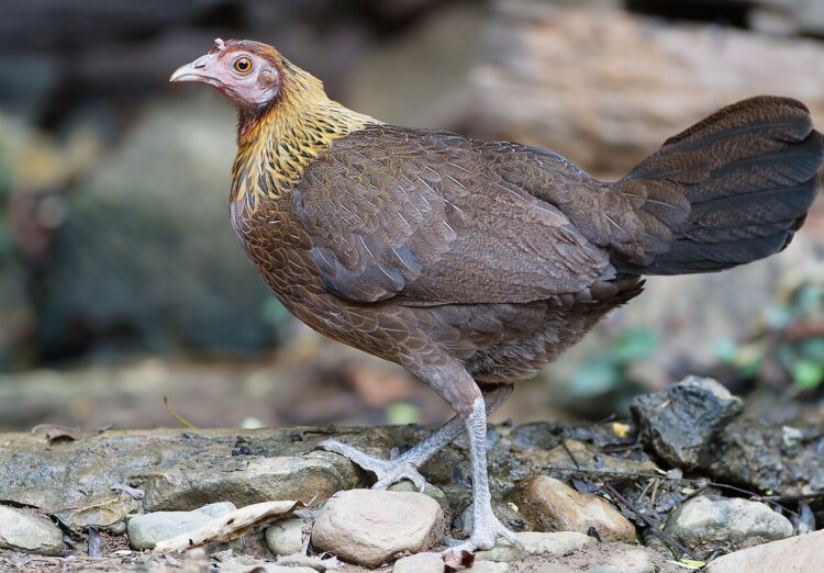 Почему куриное мясо самое популярное. Дикая джунглевая курица. Источник фотографии: wikimedia.org. Почему куриное мясо самое популярное. Дикая джунглевая курица. Источник фотографии: wikimedia.org. Фото.
