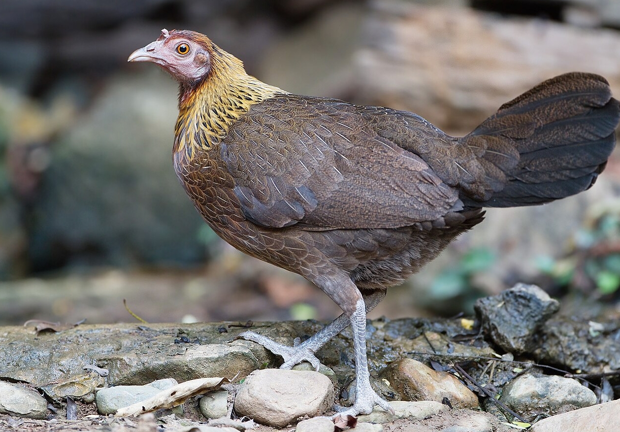 Почему мы едим именно куриц, а не других птиц? - похожая новость на Toplenta