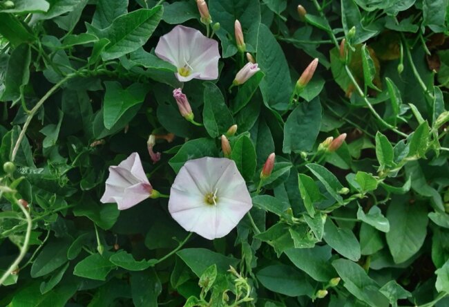 В чем разница между обычными растениями и сорняками? Фото.