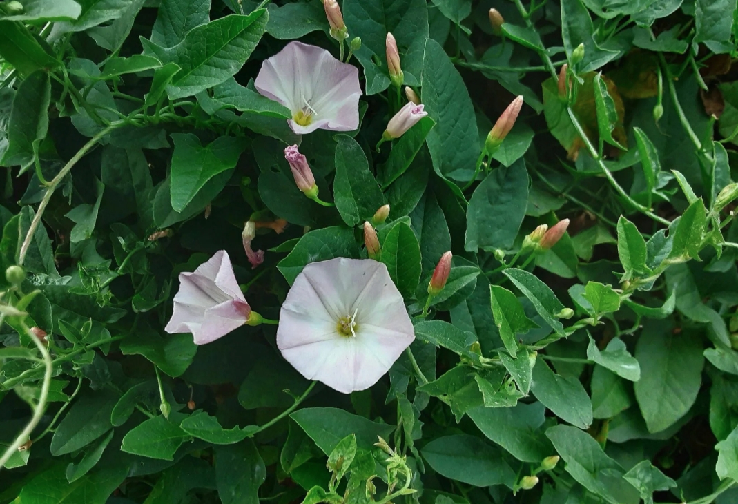 В чем разница между обычными растениями и сорняками?