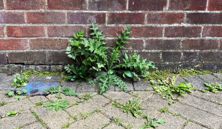 Сорняки быстро размножаются. Сорняки растут и надоедают людям даже в хорошо застроенных городах. Источник фотографии: express.co.uk. Сорняки быстро размножаются. Сорняки растут и надоедают людям даже в хорошо застроенных городах. Источник фотографии: express.co.uk. Фото.