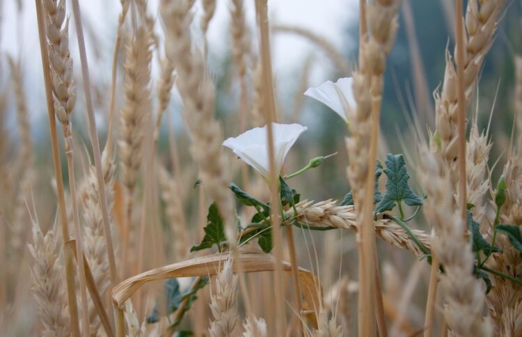 Сорняки мешают другим растениям. Сорняки порой буквально обволакивают остальные растения. Источник фотографии: agroexpert.md. Сорняки мешают другим растениям. Сорняки порой буквально обволакивают остальные растения. Источник фотографии: agroexpert.md. Фото.