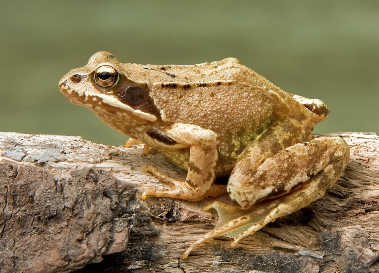 Травяная лягушка (Rana temporaria). Источник изображения: wikimedia.org. Фото.
