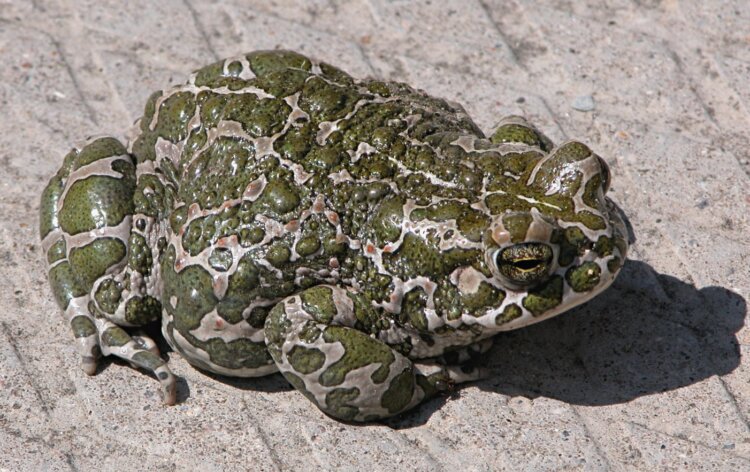 В каких местах зимуют лягушки. Зеленая жаба (Bufotes viridis) встречается в Вологодской и Кировских областях. Источник изображения: wikipedia.org. В каких местах зимуют лягушки. Зеленая жаба (Bufotes viridis) встречается в Вологодской и Кировских областях. Источник изображения: wikipedia.org. Фото.