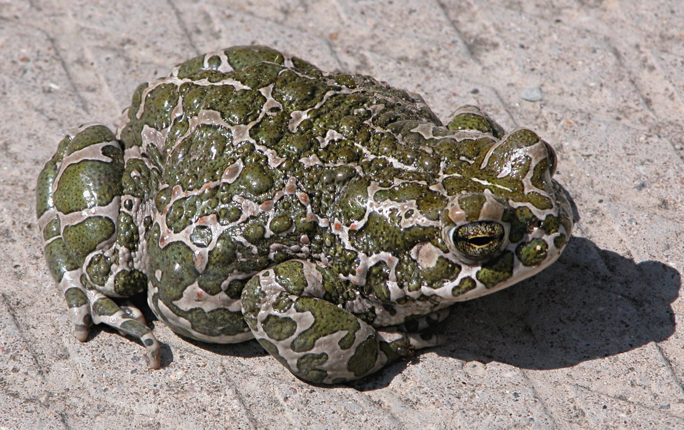 Зеленая жаба (Bufotes viridis) встречается в Вологодской и Кировских областях. Источник изображения: wikipedia.org. Фото.