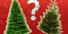 Какую ёлку лучше выбрать: искусственную или настоящую? Какую ёлку лучше выбрать: искусственную или настоящую? Фото.