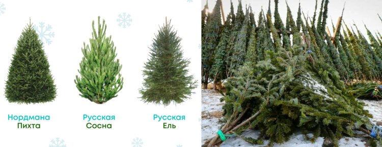 Настоящая ёлка: запах хвои, экология и что важно знать. Кстати, хороший вариант — заменить живую ель на веточки, если вы практичный человек с искусственной ёлкой, но уж очень хочется настоящего запаха праздника. Источник изображения: megamarket.ru, youla.ru. Фото.
