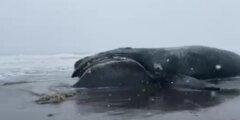 Самый редкий кит в мире найден на берегу России. Что убило гиганта? Самый редкий кит в мире найден на берегу России. Что убило гиганта? Фото.