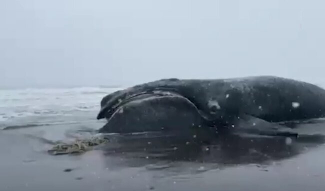 Самый редкий кит в мире найден на берегу России. Что убило гиганта? Фото.