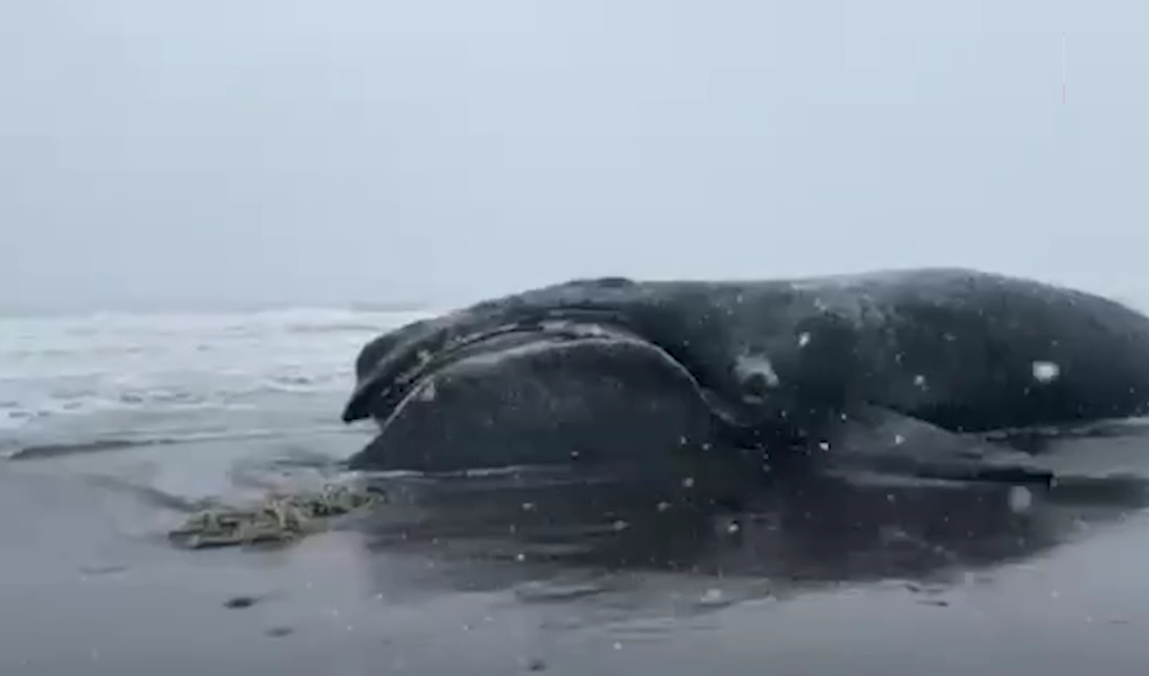 Самый редкий кит в мире найден на берегу России. Что убило гиганта?