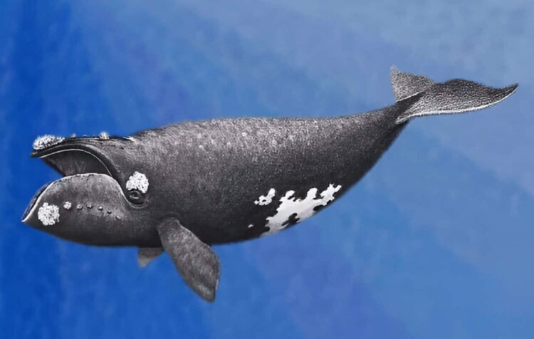 Самый редкий вид китов. Как выглядит японский кит. Источник изображения: wikipedia.org. Фото.