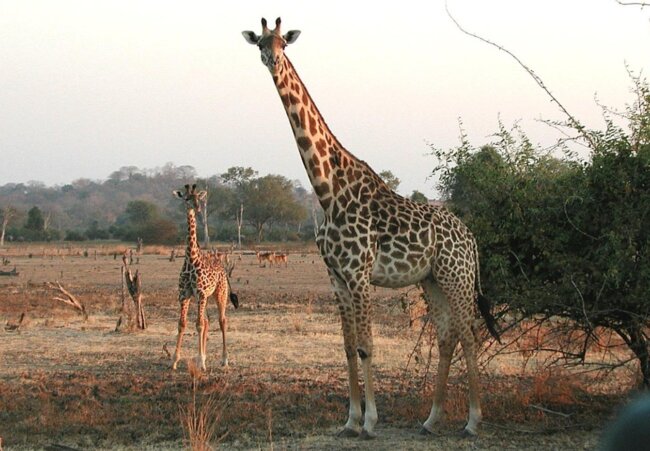Почему у жирафов длинные ноги и шея? Фото.