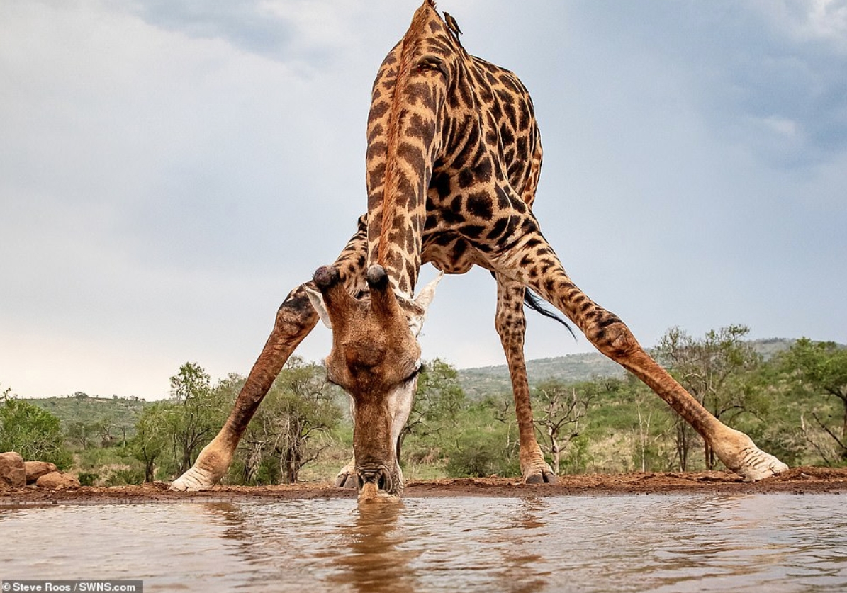 Почему у жирафов длинные ноги и шея? - похожая новость на Toplenta