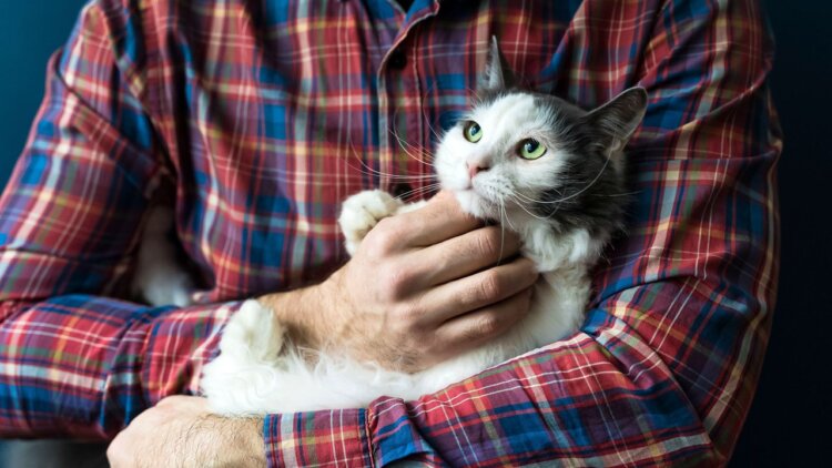 Как правильно гладить кошку. Где кошку можно гладить, а куда лучше не лезть: инструкция, которая спасёт ваши руки. Источник изображения: pets.mail.ru. Фото.