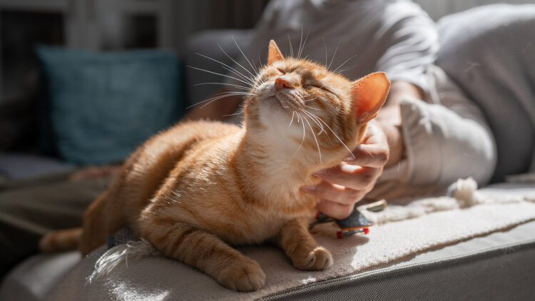 Как и где гладить кошку, чтобы ей понравилось. Гладьте кошку по направлению роста шерсти короткими и нежными движениями. Источник изображения: rbc.ru. Фото.