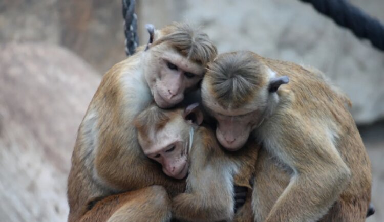 Когда были придуманы поцелуи. Ученые считают, что поцелуи помогали древним приматам согреваться в холод. Источник фотографии: Live Science. Фото.