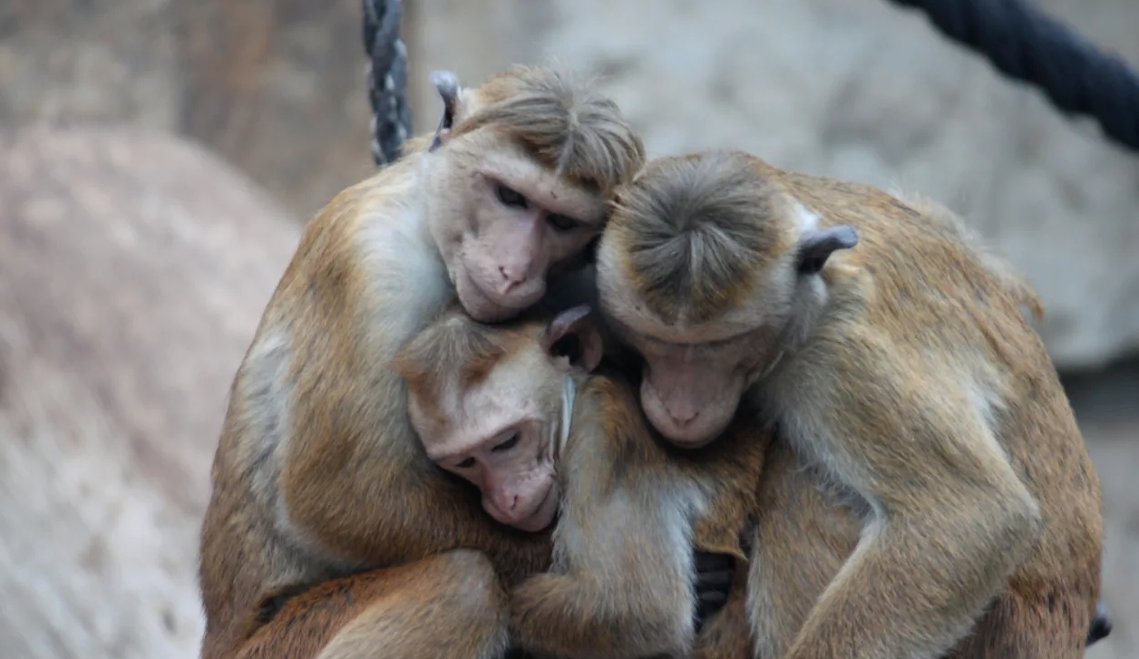 Ученые считают, что поцелуи помогали древним приматам согреваться в холод. Источник фотографии: Live Science. Фото.