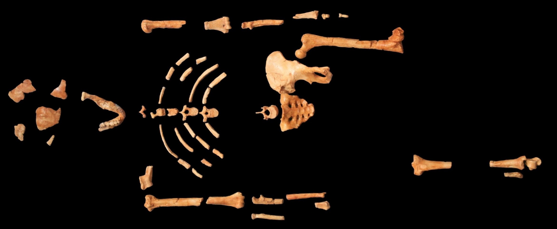 Настоящий скелет австралопитека Люси. Источник изображения: science-et-vie.com. Фото.