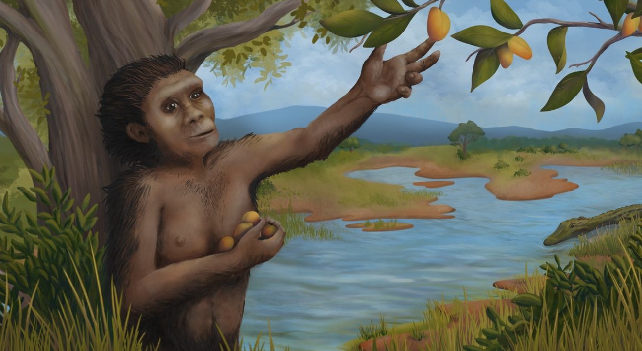 Люси считают промежуточным звеном между обезьянами и прямоходящими предками человека. Источник изображения: livescience.com. Фото.