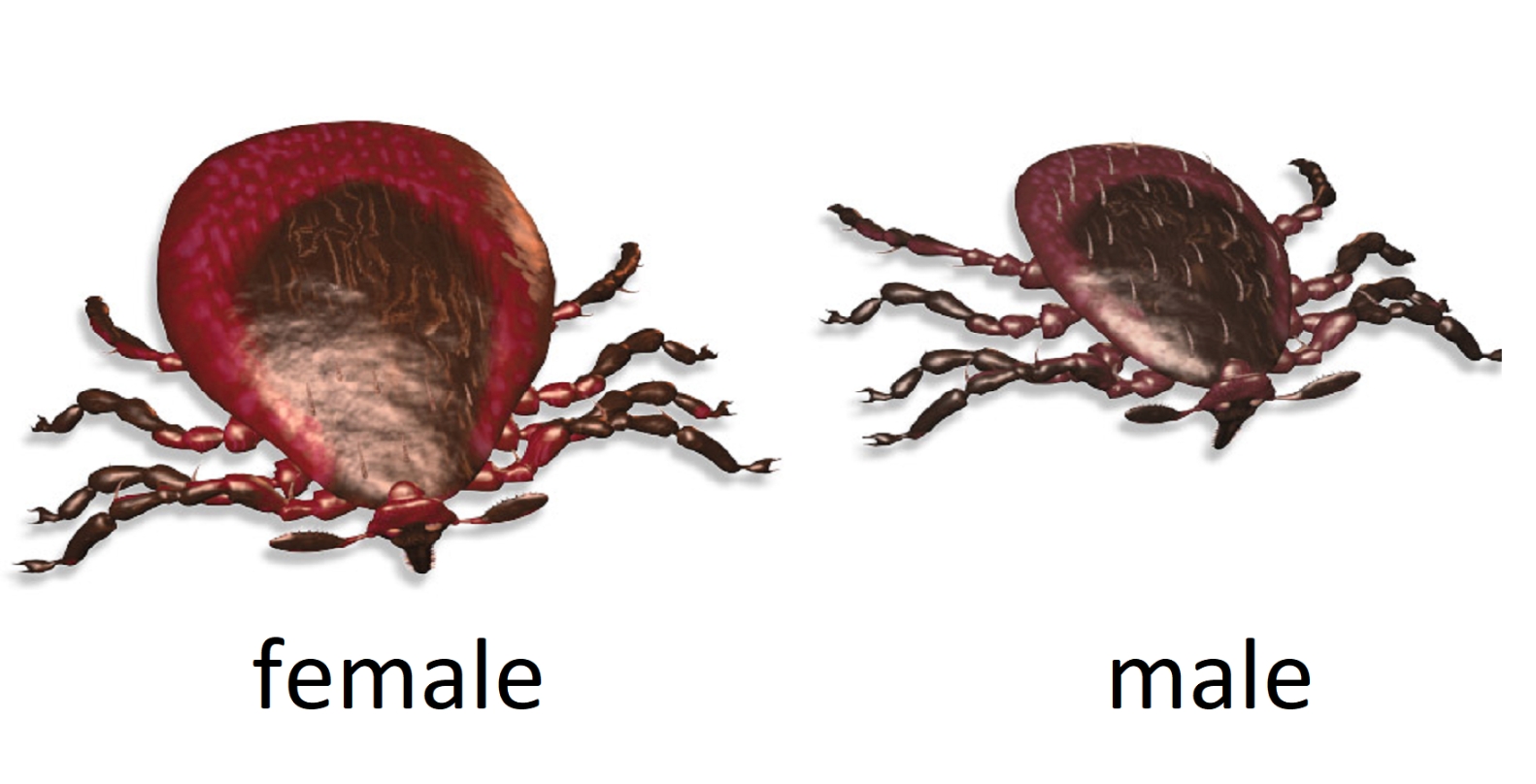 Аллергия на мясо впервые стала причиной смерти человека - похожая новость на Toplenta