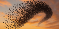Почему птицы не сталкиваются и не врезаются друг в друга, даже летая в стае. Фото.