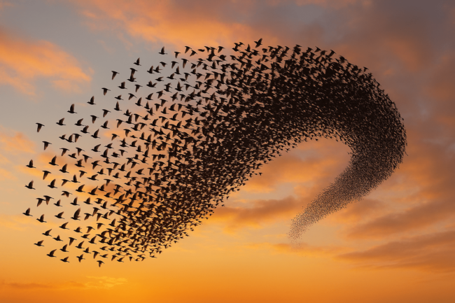 Почему птицы не сталкиваются и не врезаются друг в друга, даже летая в стае. Фото.