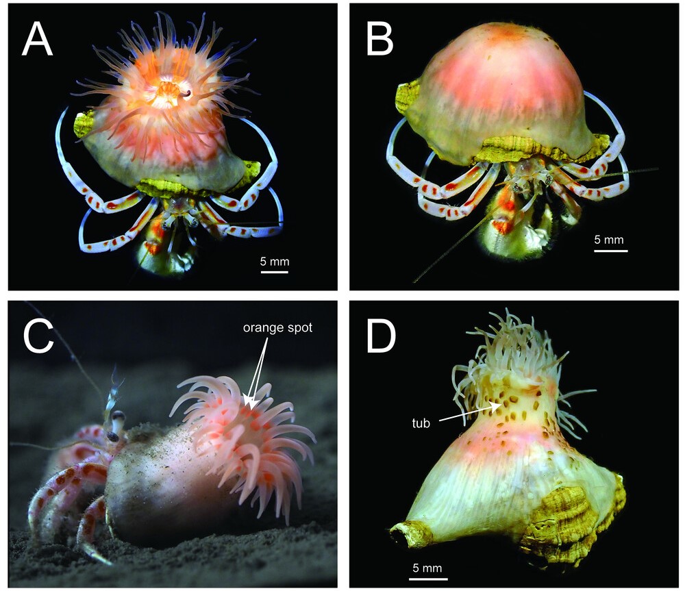 Недавно обнаруженный организм создал симбиоз с раками-отшельниками - похожая новость на Toplenta