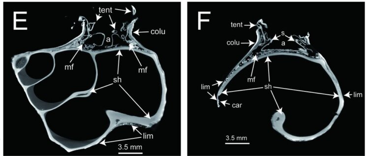 Как учёные обнаружили новый вид актиний в Тихом океане. Снимки, полученные с помощью микрокомпьютерной томографии, в плоскости от кончика раковины до устья раковины моллюска-хозяина (E) и в вертикальной плоскости (F). Сокращения: a — актинофаринкс; mf — мезентериальная нить; tent — щупальце; colu — колонна; lim — лимбус; os — исходная раковина; car — карциноэций; tub — бугорок; s — сифоноглиф. Источник изображений: royalsocietypublishing.org. Фото.